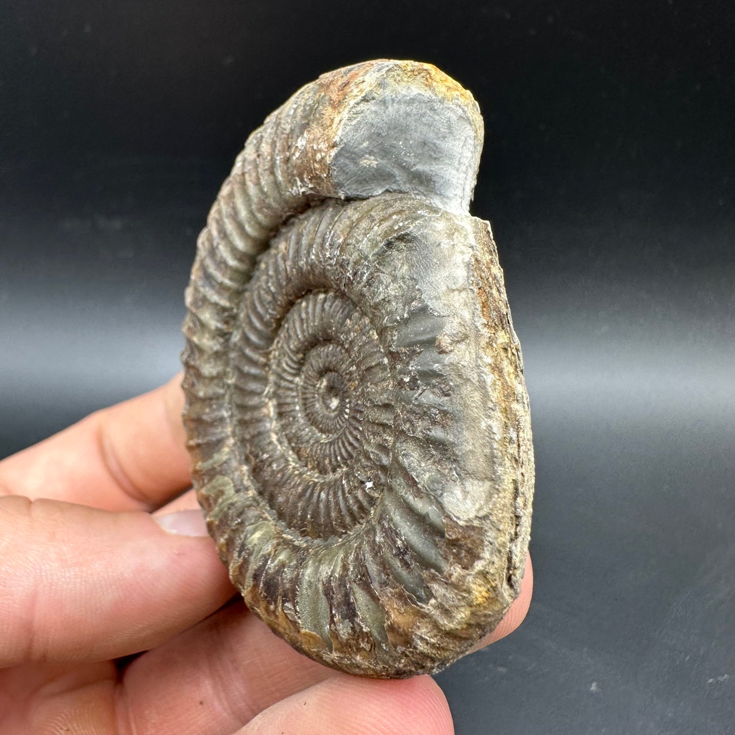 Dactylioceras Ammonite Fossil With box and Stand - Whitby, North Yorkshire Jurassic Coast Yorkshire Fossils