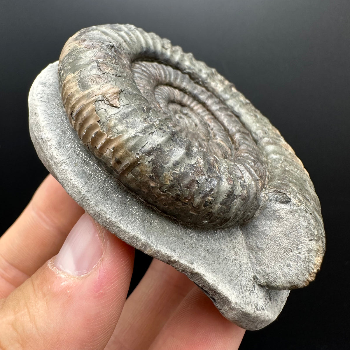 Dactylioceras Ammonite Fossil With box and Stand - Whitby, North Yorkshire Jurassic Coast Yorkshire Fossils
