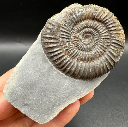 Dactylioceras Ammonite Fossil With Box And Stand - Whitby, North Yorkshire Jurassic Coast Yorkshire Fossils