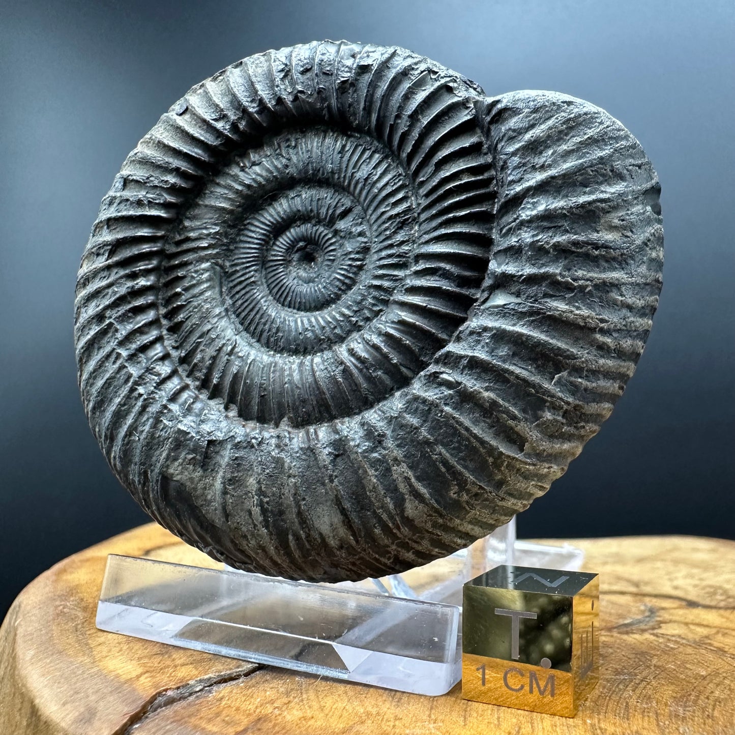 Dactylioceras Ammonite Fossil With box and Stand - Whitby, North Yorkshire Jurassic Coast Yorkshire Fossils