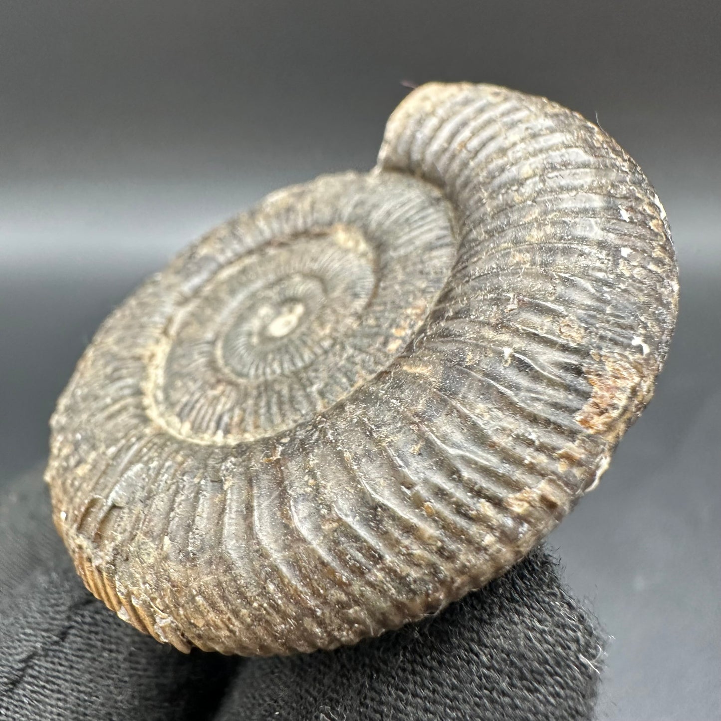 Dactylioceras Ammonite Fossil With Box And Stand - Whitby, North Yorkshire Jurassic Coast Yorkshire Fossils