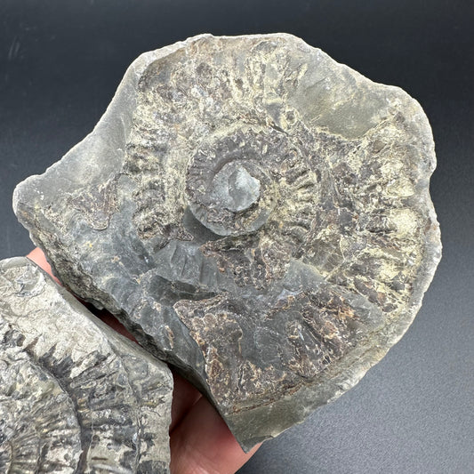 Dactylioceras imprint (negative) bundle ammonite shell fossil with box - Whitby, North Yorkshire, Yorkshire Fossils