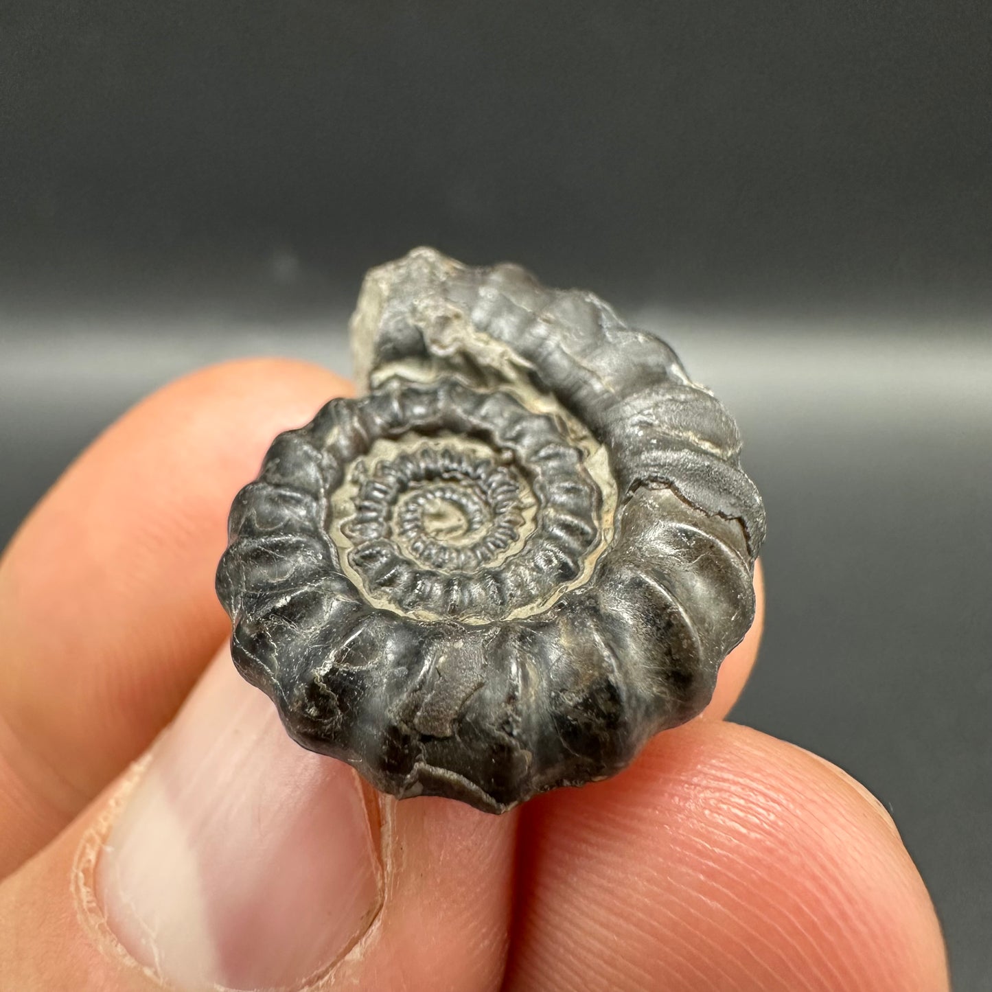 Gagaticeras Ammonite fossil with box and stand - Whitby, North Yorkshire Jurassic Coast Yorkshire Fossils