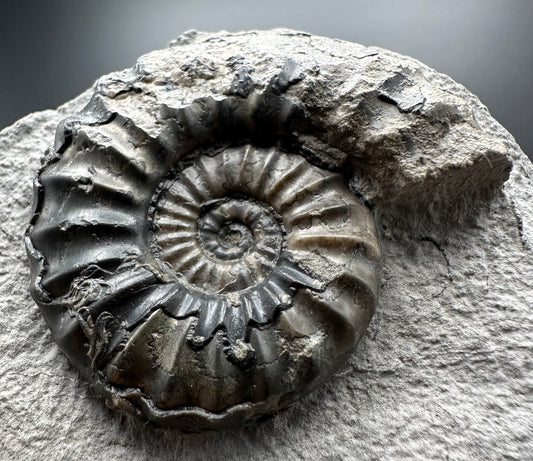 Asteroceras Ammonite fossil with box and stand - Whitby, North Yorkshire Jurassic Coast Yorkshire Fossils
