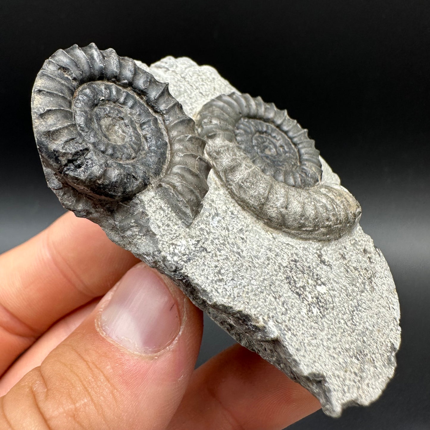 Arnioceras ammonite shell fossil with box and stand - Whitby, North Yorkshire Jurassic Coast Yorkshire Fossils