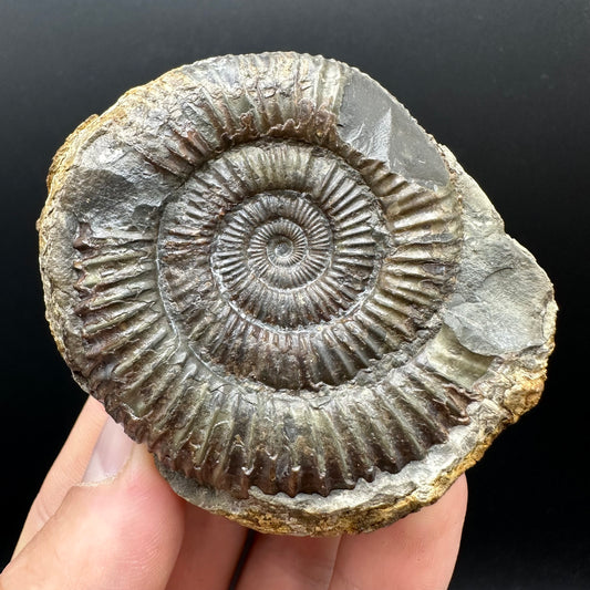 Dactylioceras Ammonite nodule (split pair) Fossil With Box And Stand - Whitby, North Yorkshire Jurassic Coast Yorkshire Fossils