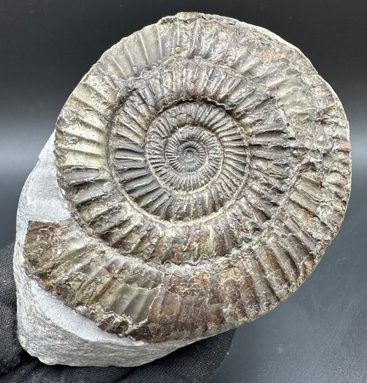 Dactylioceras Ammonite Fossil With Box And Stand - Whitby, North Yorkshire Jurassic Coast Yorkshire Fossils