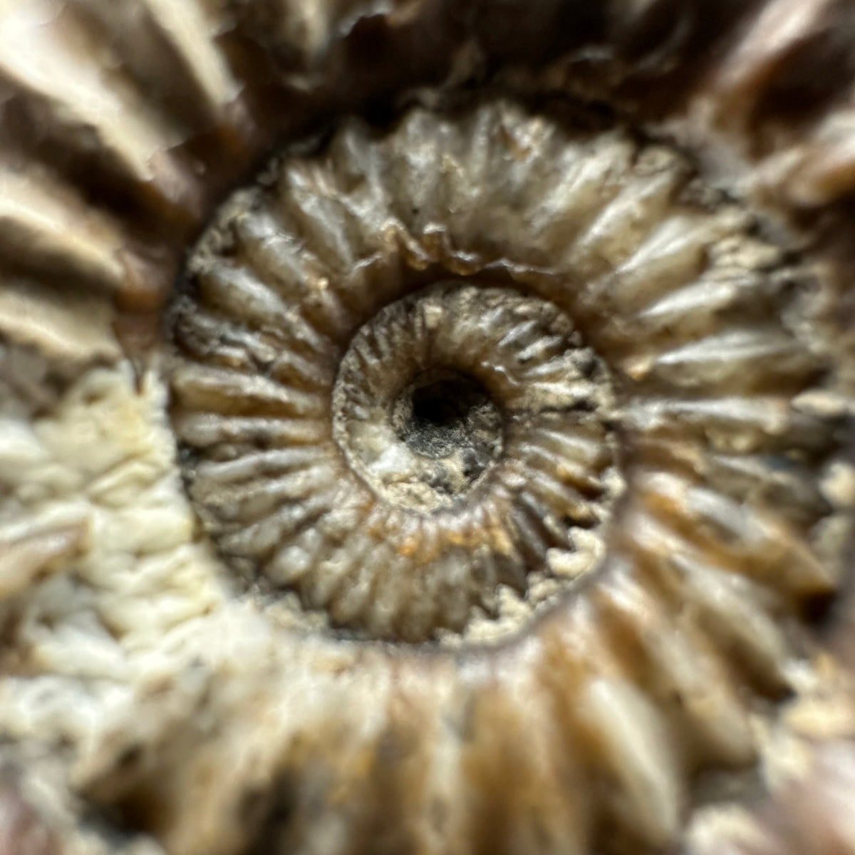 Oistoceras figulinum ammonite fossil with box and stand - Whitby, North Yorkshire Jurassic Coast Yorkshire Fossils
