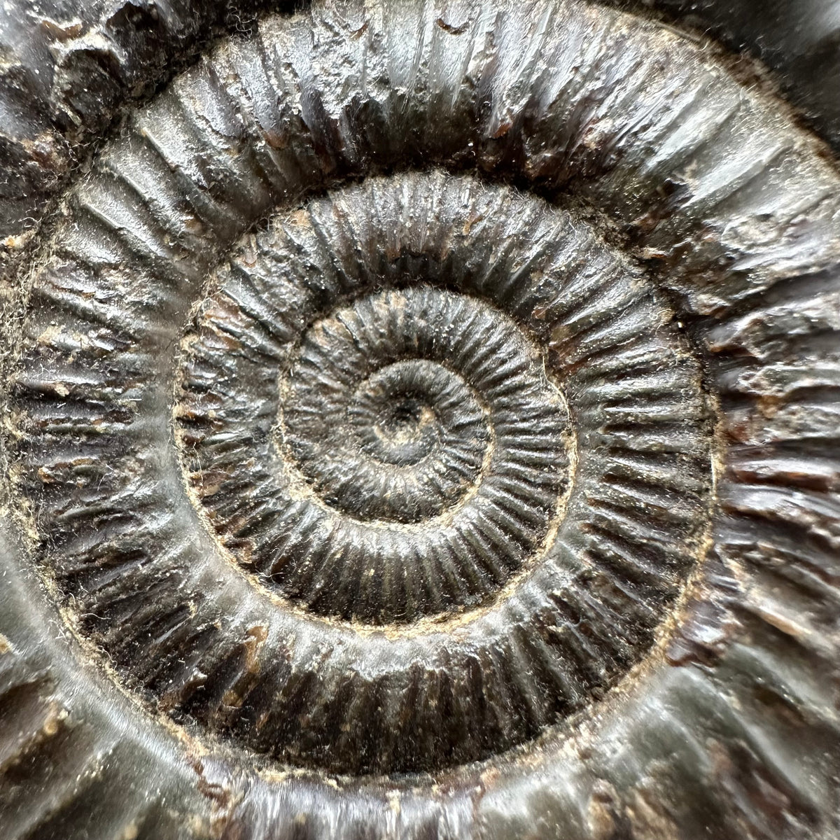 Dactylioceras Ammonite Fossil With box and Stand - Whitby, North Yorkshire Jurassic Coast Yorkshire Fossils