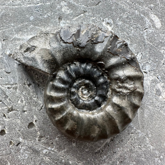 Eugassiceras Ammonite shell fossil with box and stand - Whitby, North Yorkshire Jurassic Coast Yorkshire Fossils