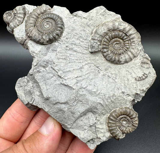 Arnioceras ammonite shell fossil with box and stand - Whitby, North Yorkshire Jurassic Coast Yorkshire Fossils