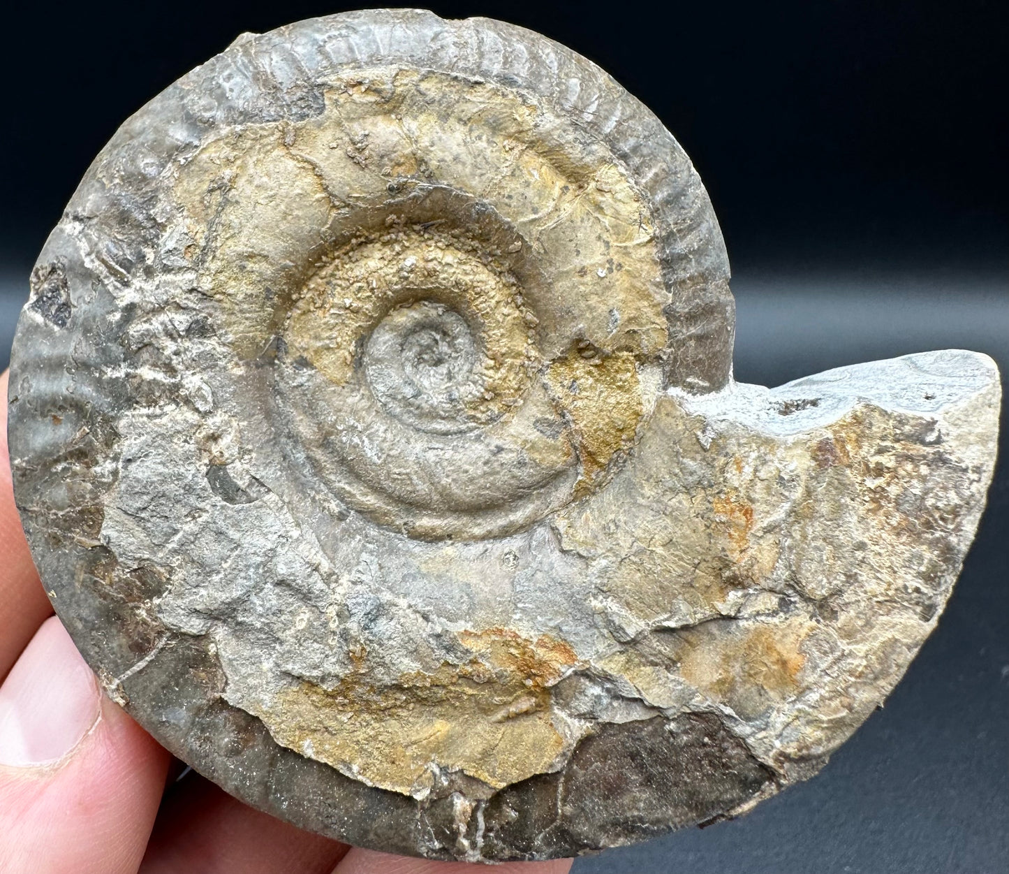 Hildoceras semipolitum Ammonite fossil with box and stand - Whitby, North Yorkshire Jurassic Coast, Yorkshire Fossils from the Jurassic Coast