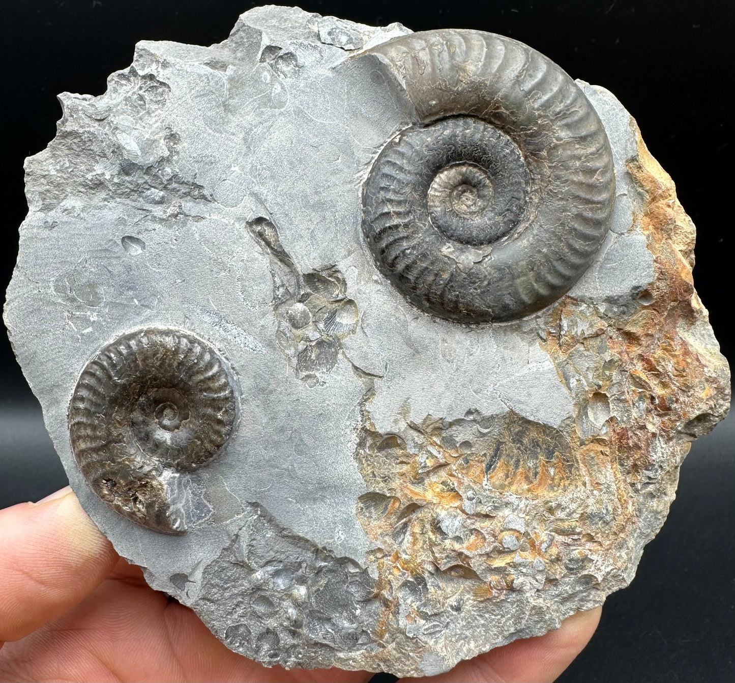 Grammoceras thoaurense Ammonite shell fossil - Whitby, North Yorkshire, Yorkshire Fossils from the Jurassic Coast