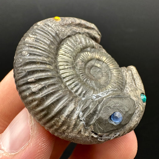 Hydra Snakestone Ammonite Fossil With Bag/Box And Stand - Whitby, North Yorkshire Jurassic Coast Yorkshire Fossils