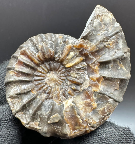 Pleuroceras paucicostatum ammonite fossil with box and stand - Whitby, North Yorkshire Jurassic Coast Yorkshire Fossils