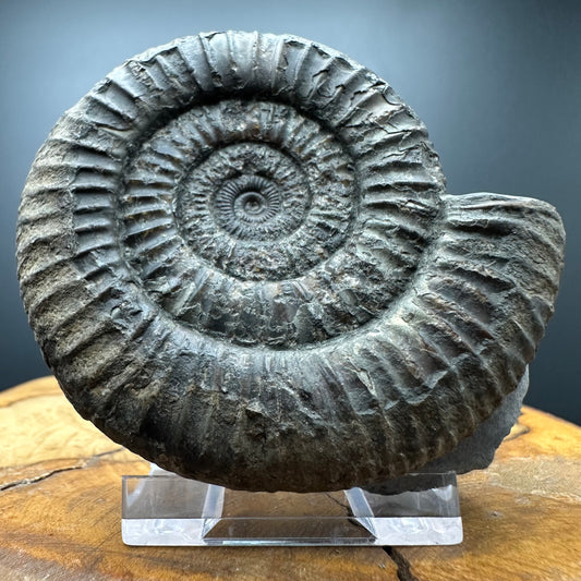 Dactylioceras Ammonite Fossil With box and Stand - Whitby, North Yorkshire Jurassic Coast Yorkshire Fossils