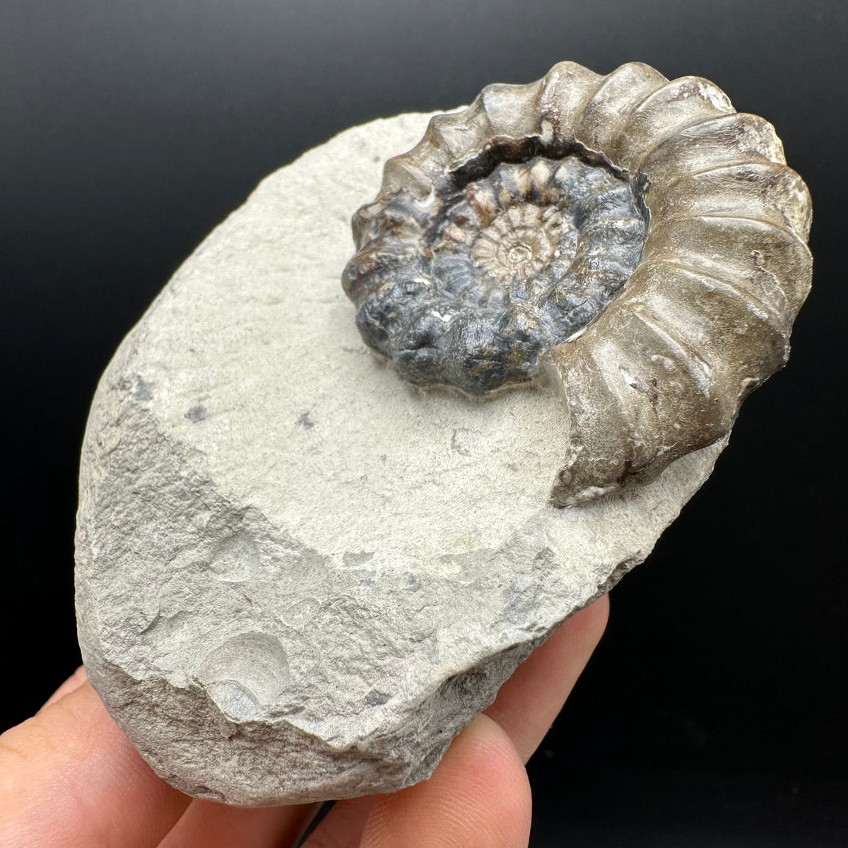 Androgynoceras maculatum ammonite fossil with box and stand - Whitby, North Yorkshire Jurassic Coast Yorkshire Fossils