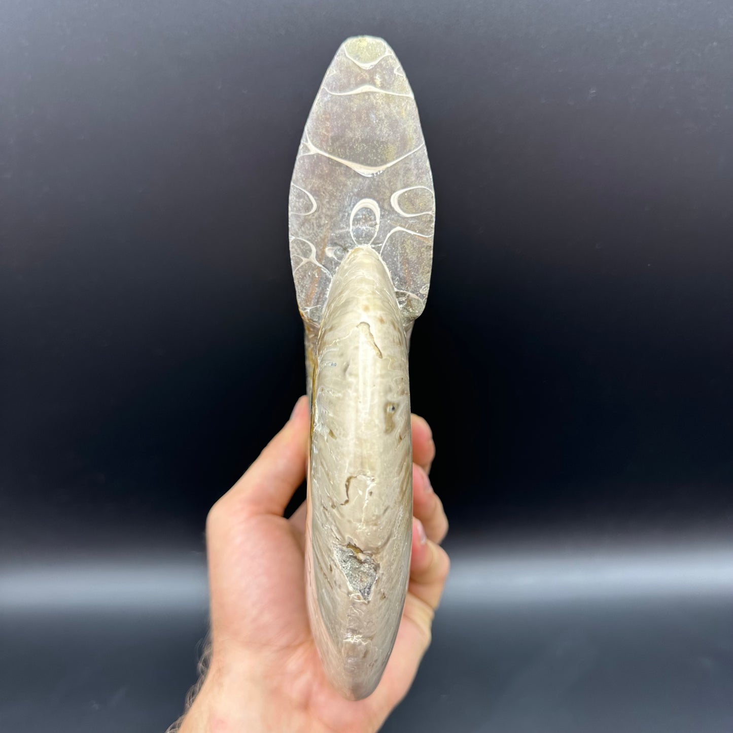 Cleoniceras Ammonite Fossil With Stand - Cretaceous Ammonite Madagascar