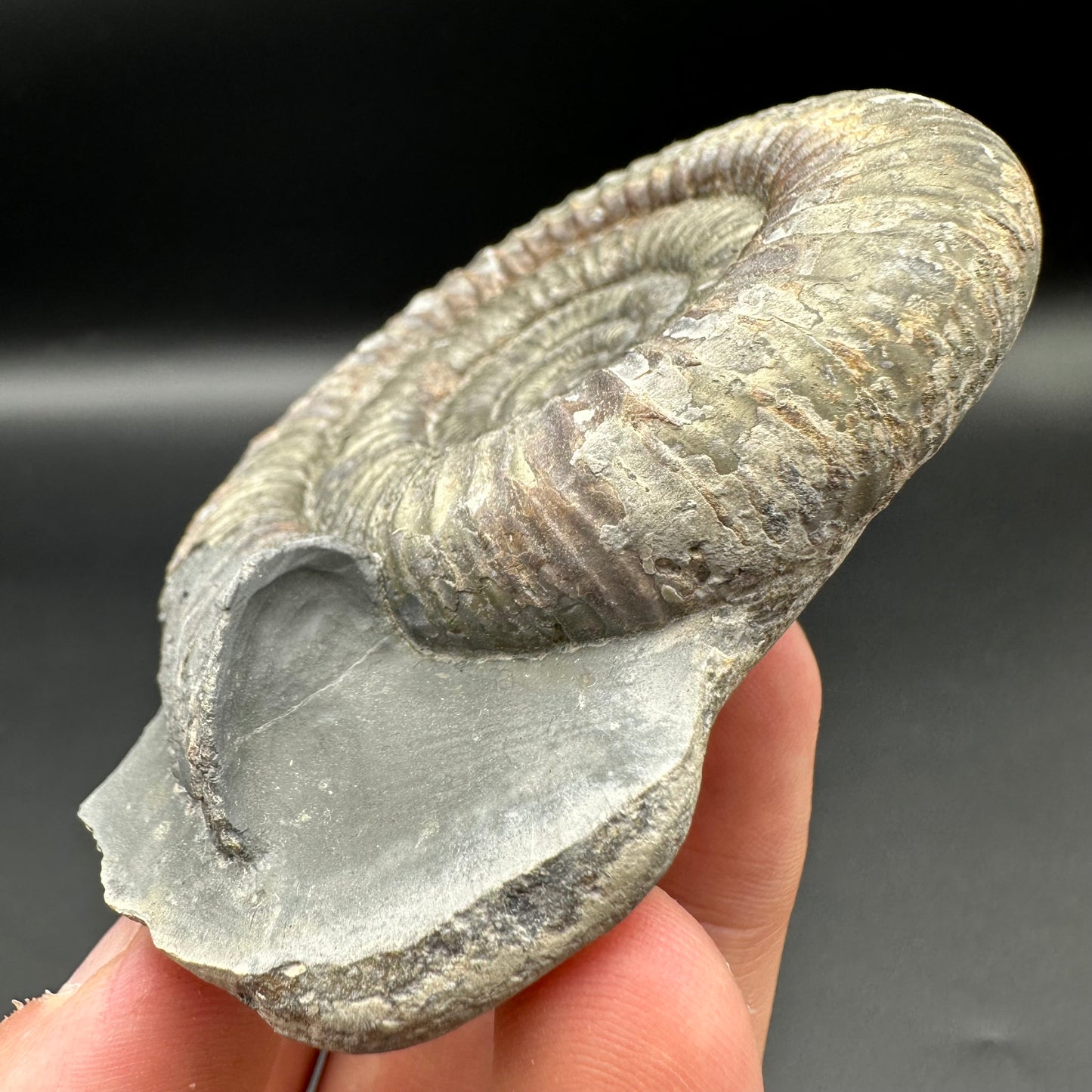 Dactylioceras Ammonite Fossil With Box And Stand - Whitby, North Yorkshire Jurassic Coast Yorkshire Fossils