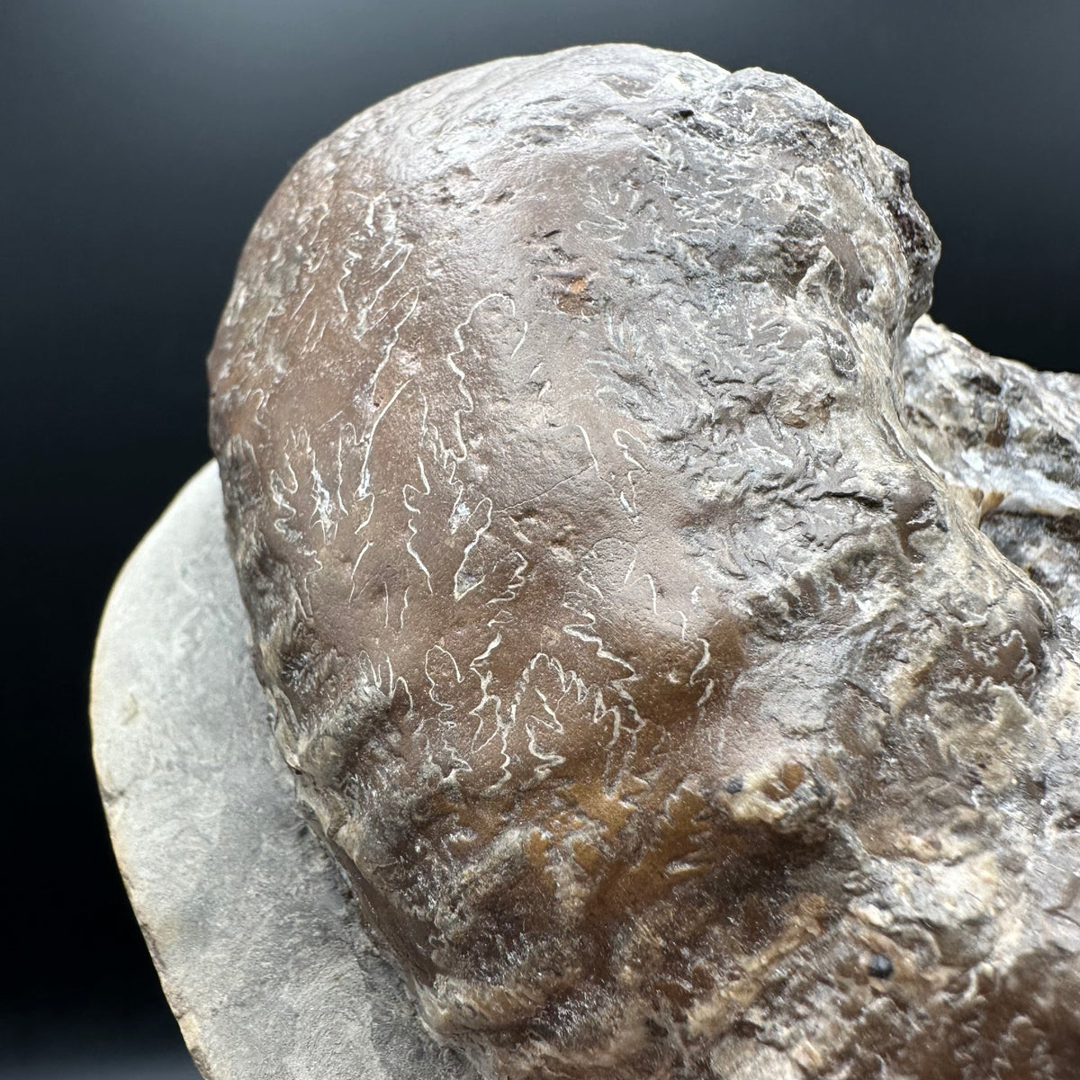 Liparoceras ammonite fossil stand - Whitby, North Yorkshire Jurassic Coast Yorkshire Fossils