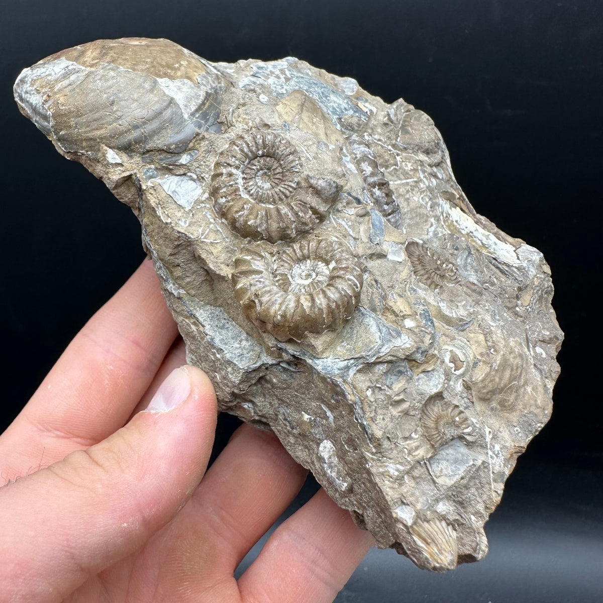 Androgynoceras capricornus Ammonite Fossil With Stand - Whitby, North Yorkshire Jurassic Coast Yorkshire Fossils