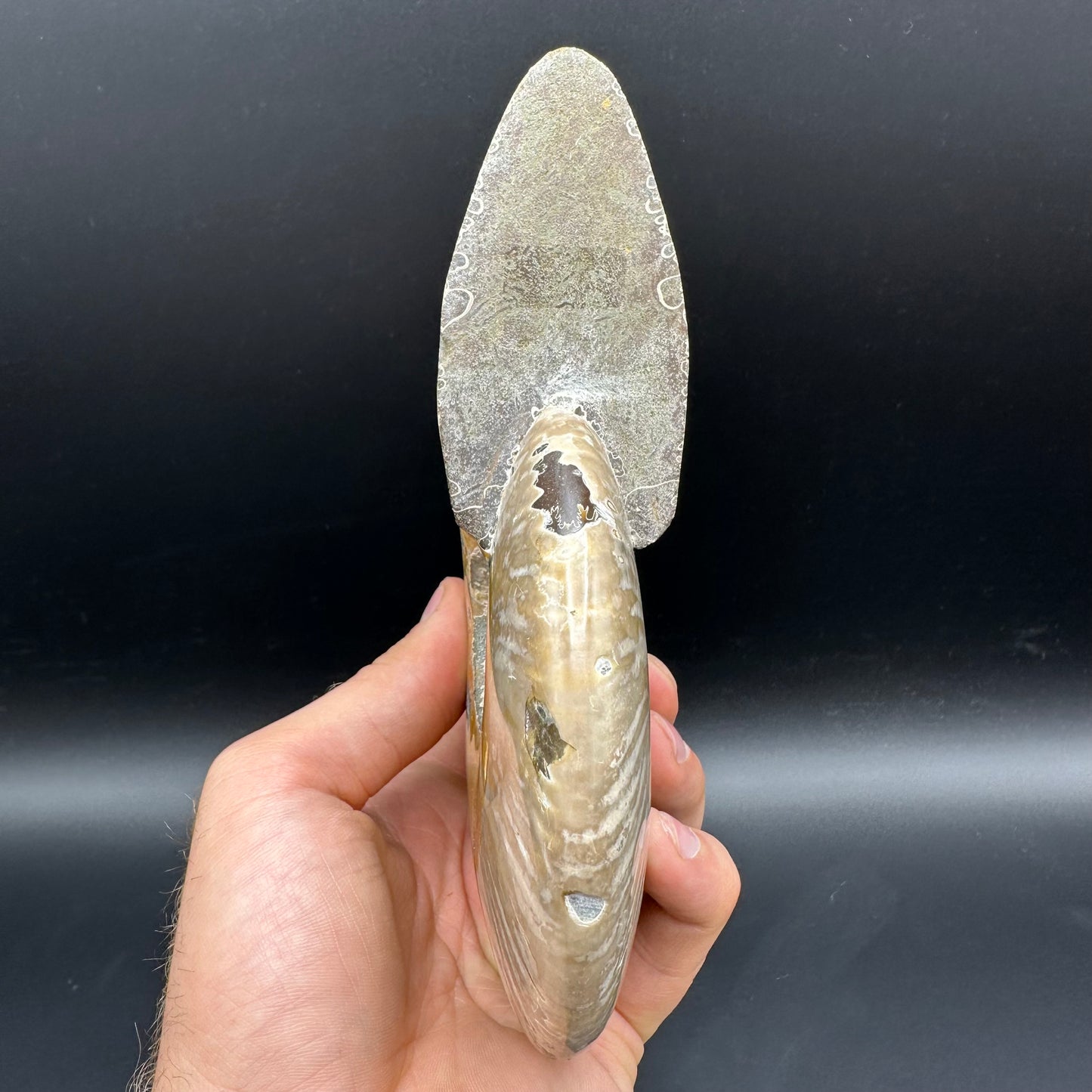 Cleoniceras Ammonite Fossil With Stand - Cretaceous Ammonite Madagascar