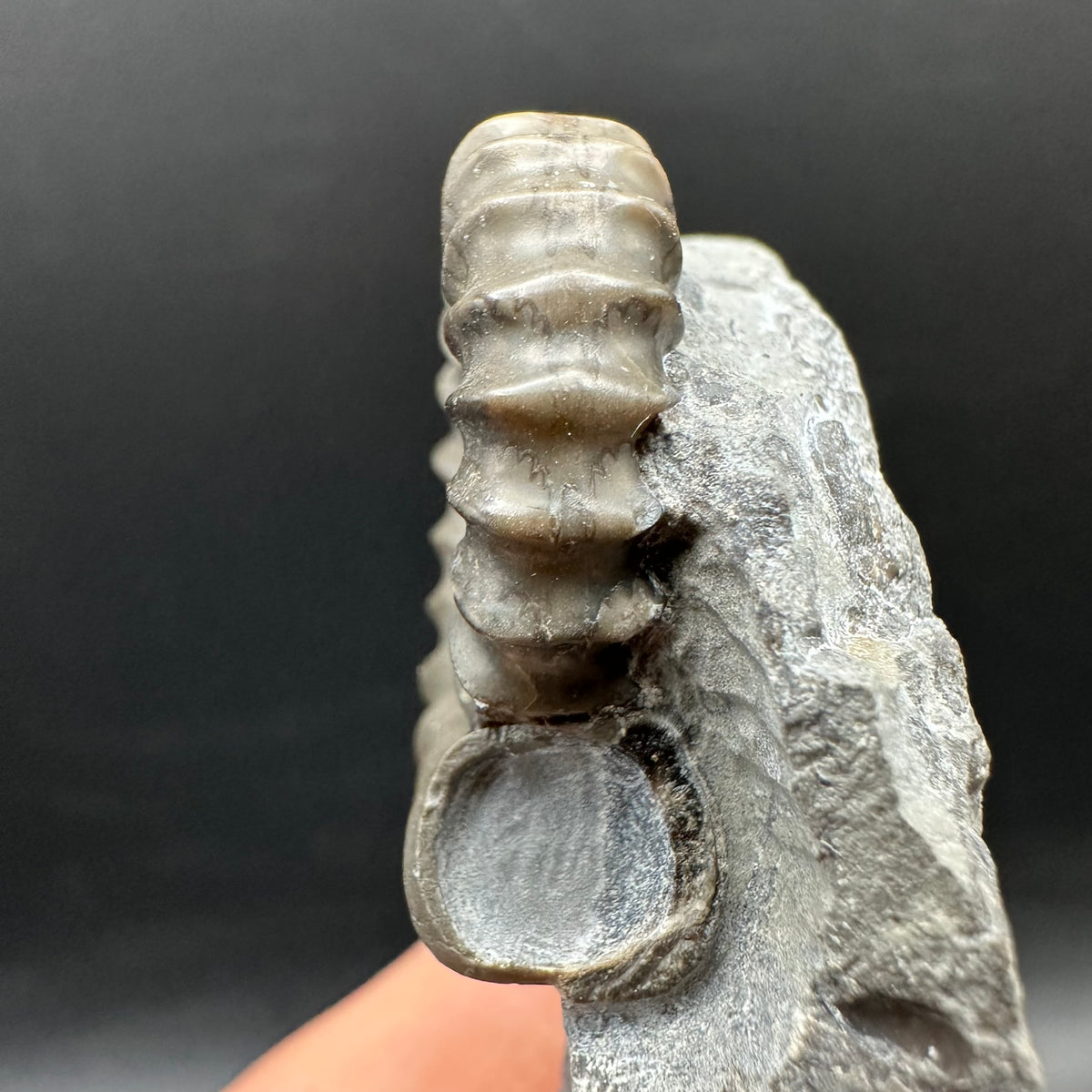 Gagaticeras Ammonite fossil with box and stand - Whitby, North Yorkshire Jurassic Coast Yorkshire Fossils