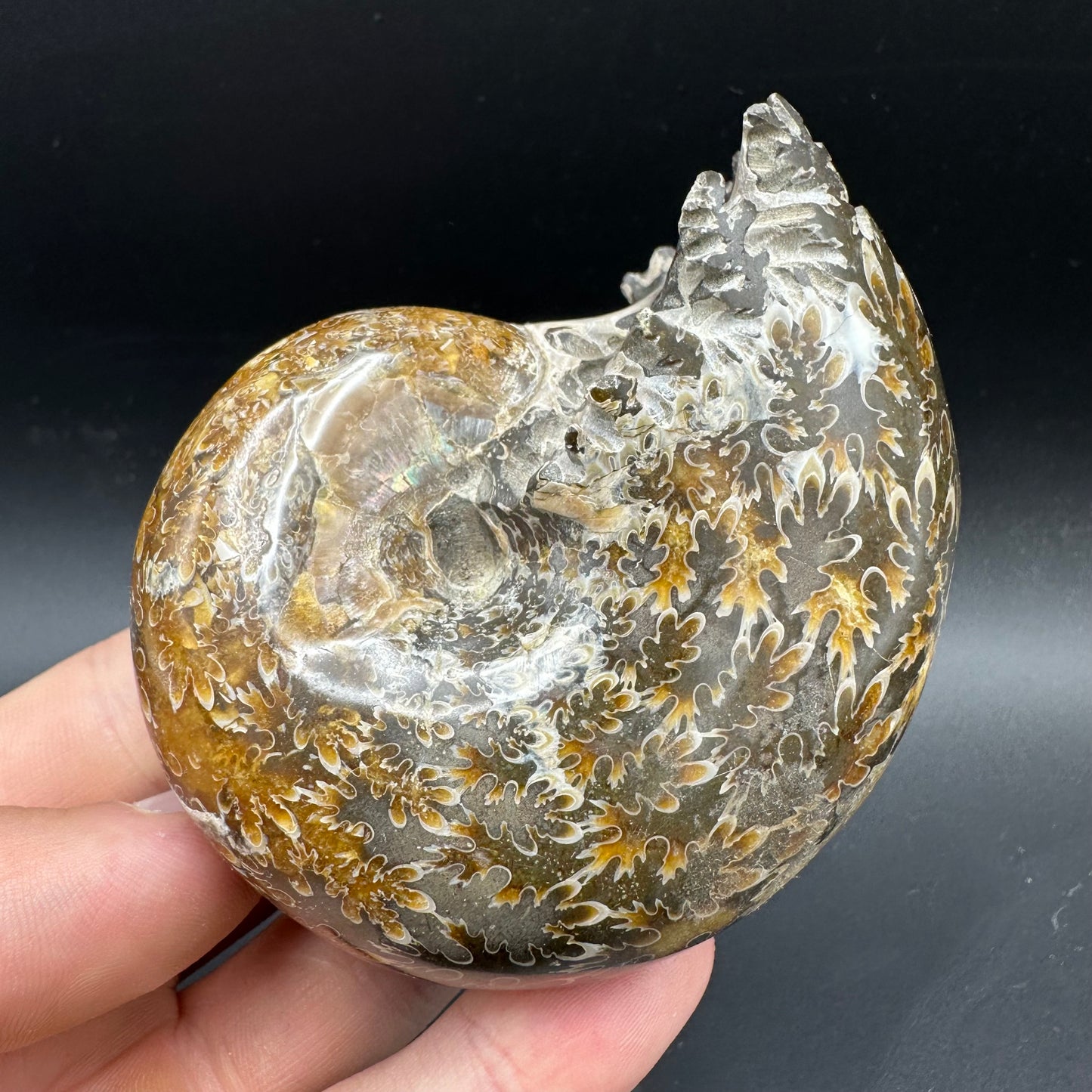 Phylloceras Ammonite Fossil With Box And Stand - Cretaceous Ammonite Madagascar