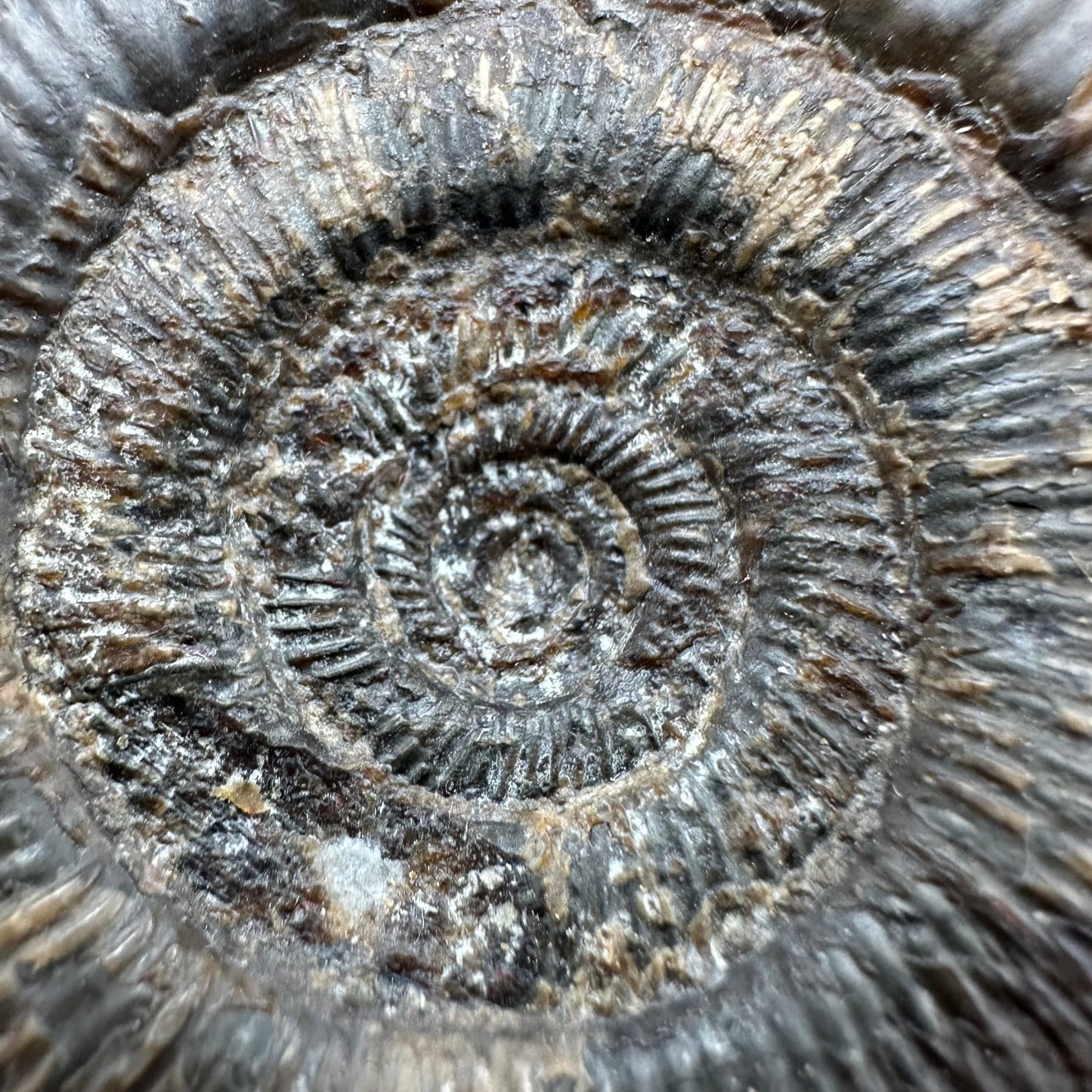 Dactylioceras tenuicostatum Ammonite fossil with box and stand - Whitby, North Yorkshire Jurassic Coast