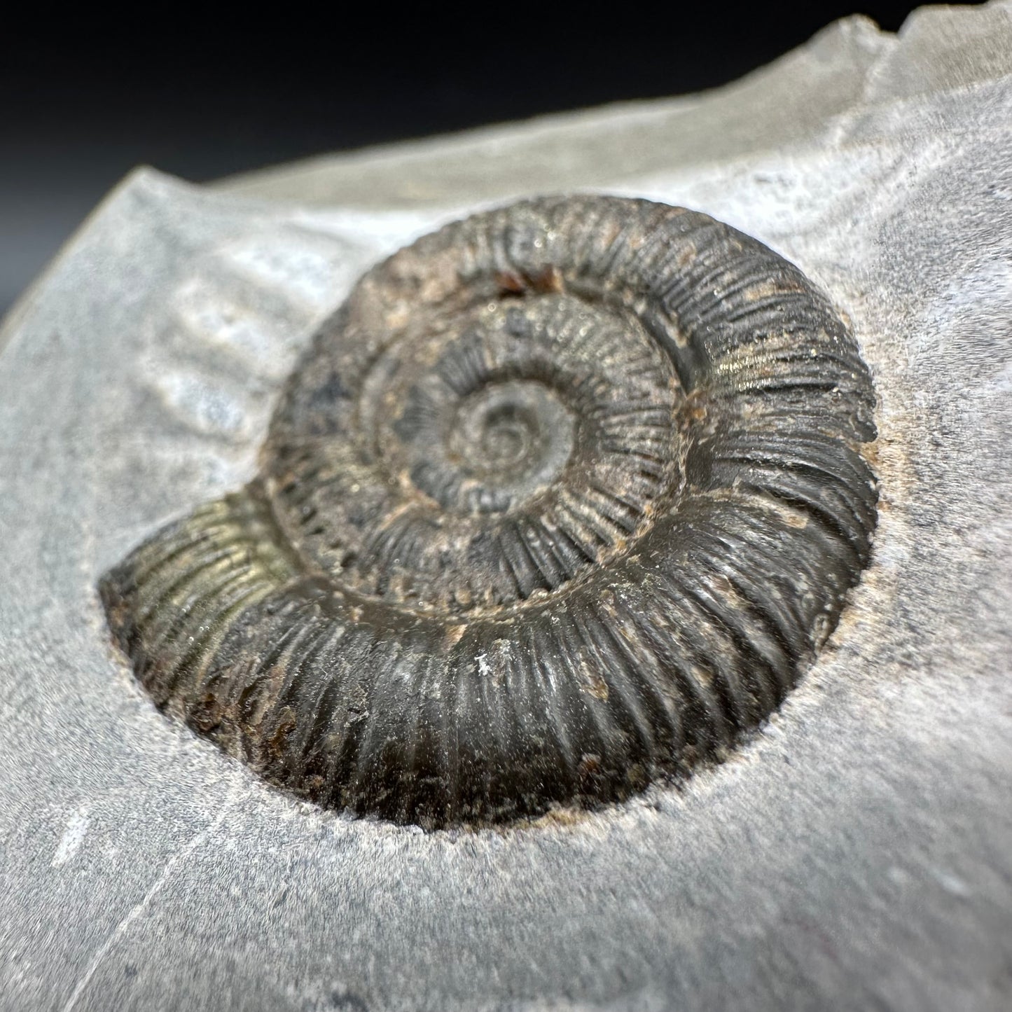 Dactylioceras Ammonite Fossil With Box And Stand - Whitby, North Yorkshire Jurassic Coast Yorkshire Fossils
