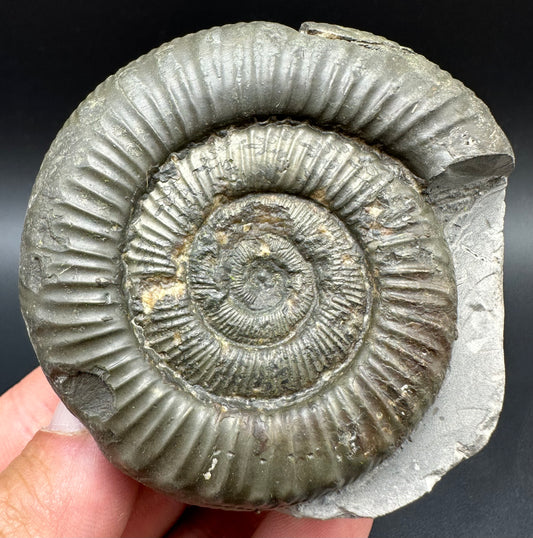 Peronoceras fibulatum Ammonite fossil with box and stand - Whitby, North Yorkshire Jurassic Coast Yorkshire Fossils