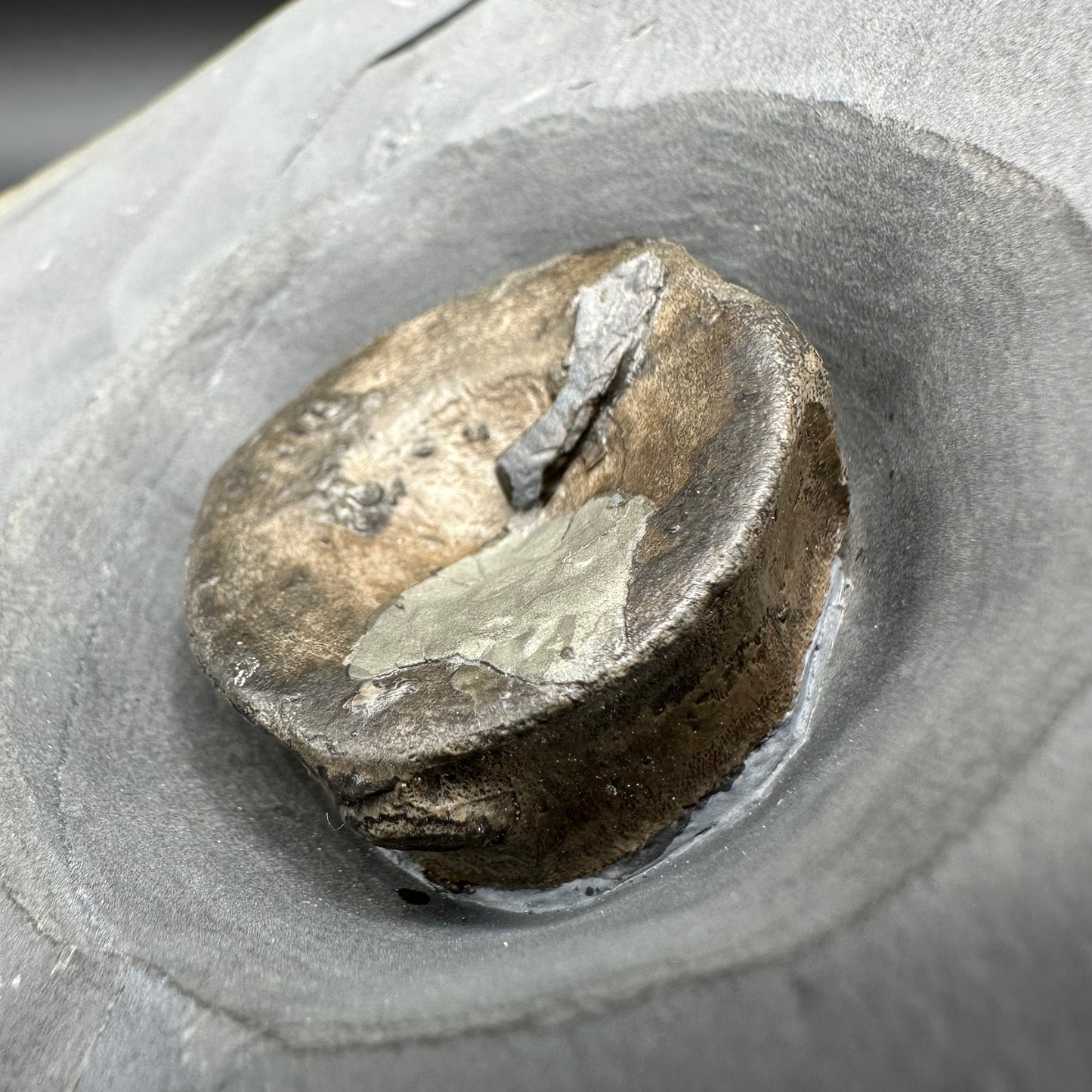 Golden Egg (IMPLANT) Ichthyosaur Vertebra fossil with stand - Whitby, North Yorkshire Jurassic Coast