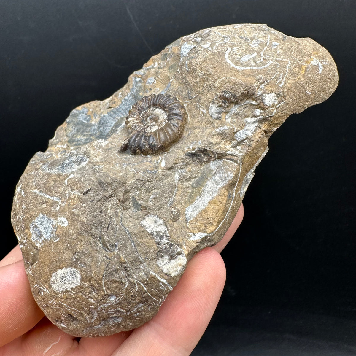 Androgynoceras capricornus Ammonite Fossil With Stand - Whitby, North Yorkshire Jurassic Coast Yorkshire Fossils
