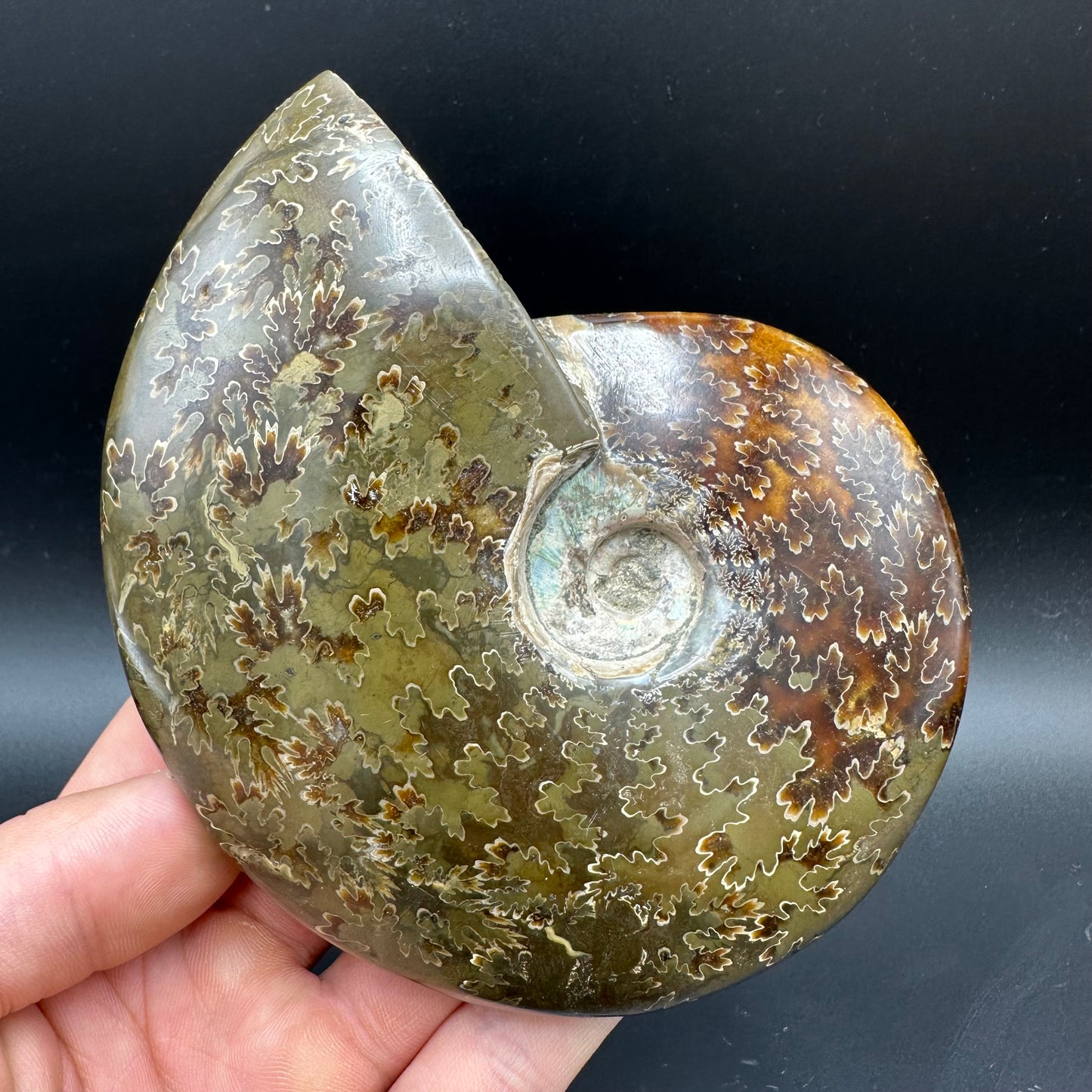 Cleoniceras Ammonite Fossil With Stand - Cretaceous Ammonite Madagascar