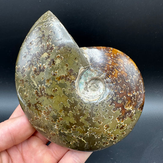 Cleoniceras Ammonite Fossil With Stand - Cretaceous Ammonite Madagascar