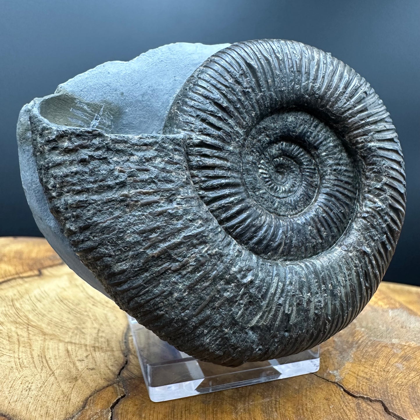 Dactylioceras semicelatum Ammonite fossil with stand - Whitby, North Yorkshire Jurassic Coast Yorkshire Fossils