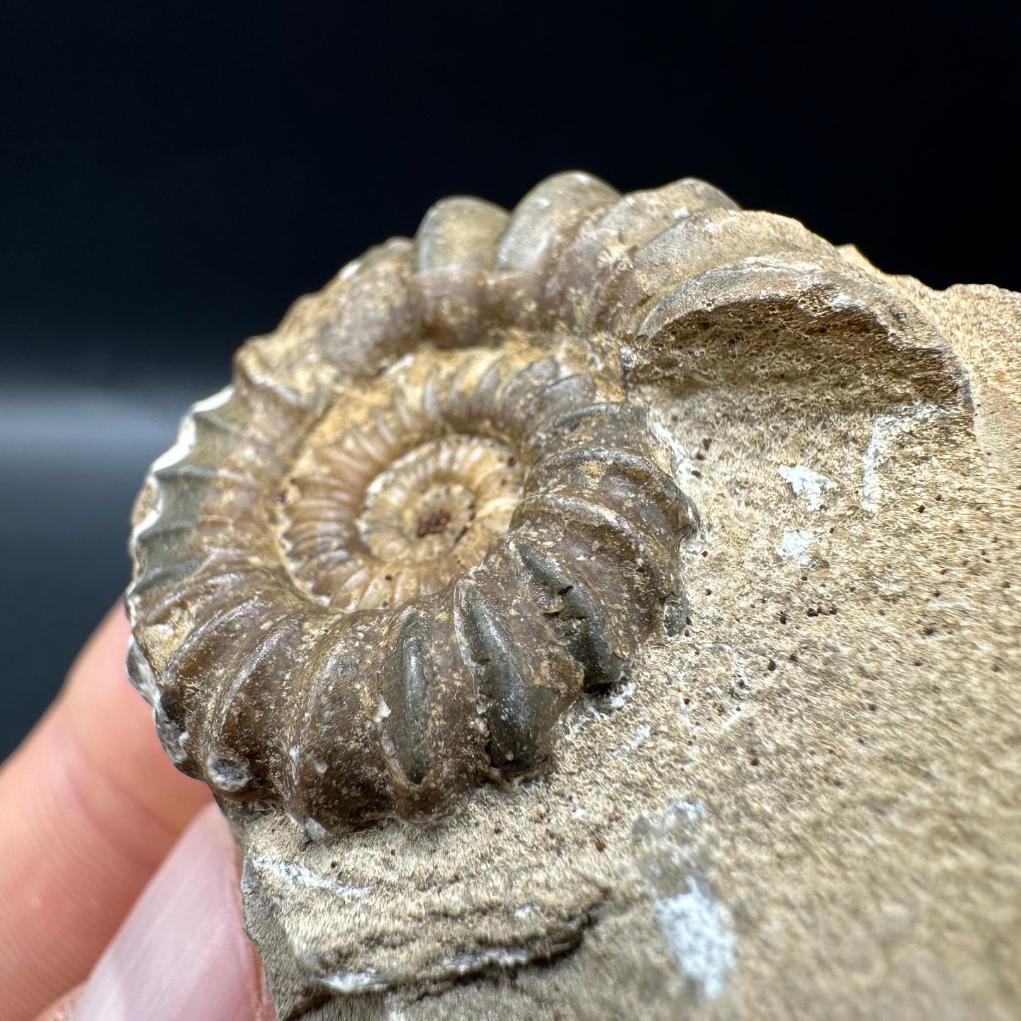 Androgynoceras capricornus Ammonite fossil with box and stand - Whitby, North Yorkshire Jurassic Coast Yorkshire Fossils