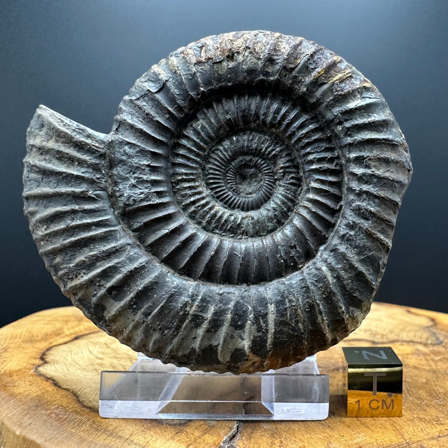 Dactylioceras Ammonite Fossil With box and Stand - Whitby, North Yorkshire Jurassic Coast Yorkshire Fossils