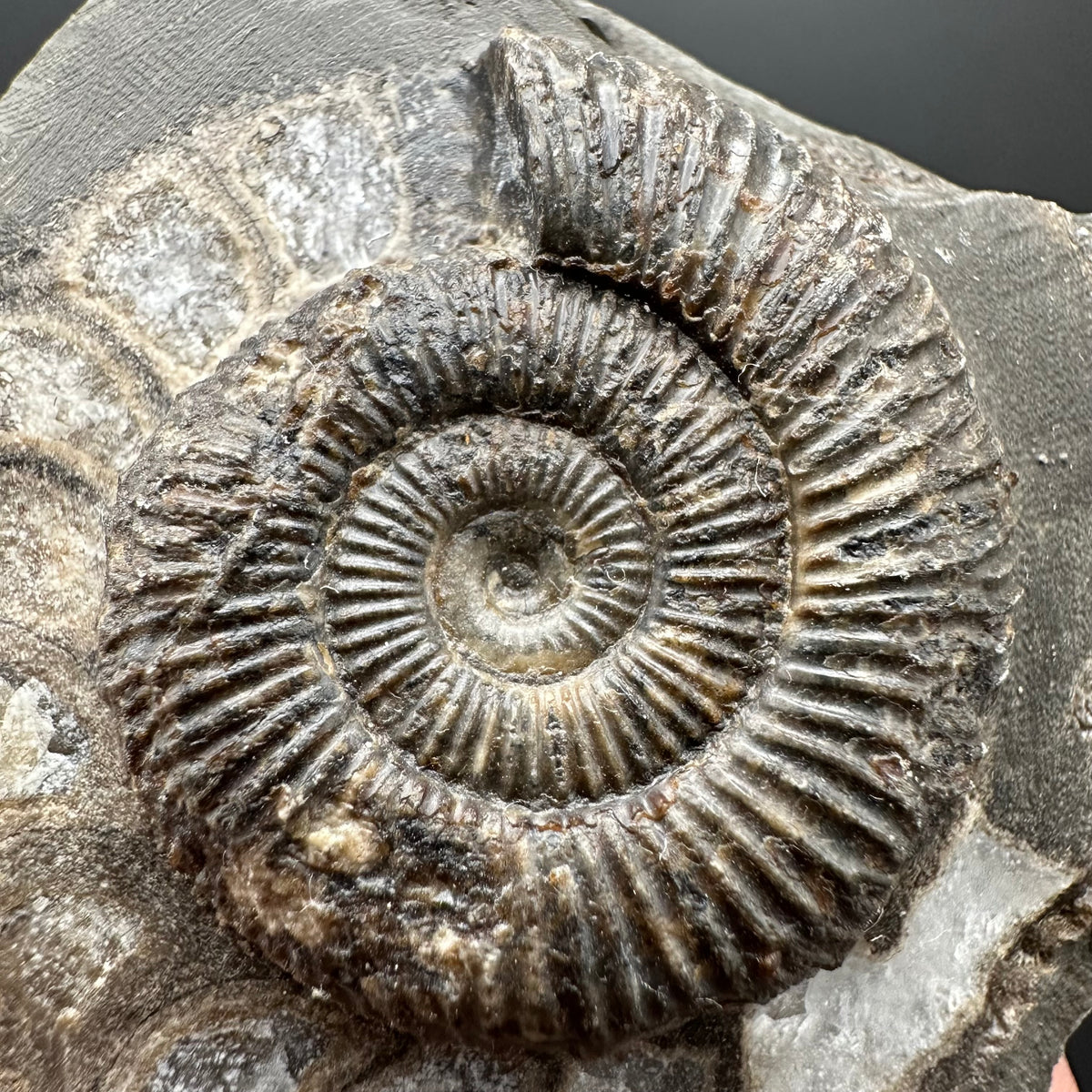 Dactylioceras Ammonite Fossil With box and Stand - Whitby, North Yorkshire Jurassic Coast Yorkshire Fossils
