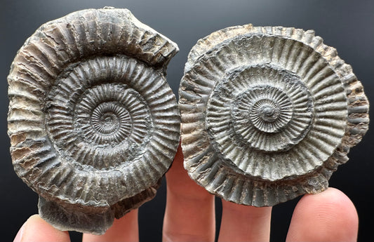 Dactylioceras Ammonite nodule (split pair) Fossil With Box And Stand - Whitby, North Yorkshire Jurassic Coast Yorkshire Fossils