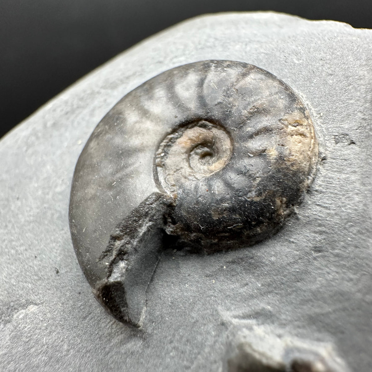 Eleganticeras Elegantulum ammonite fossil with box and stand - Whitby, North Yorkshire Jurassic Coast, Yorkshire Fossils