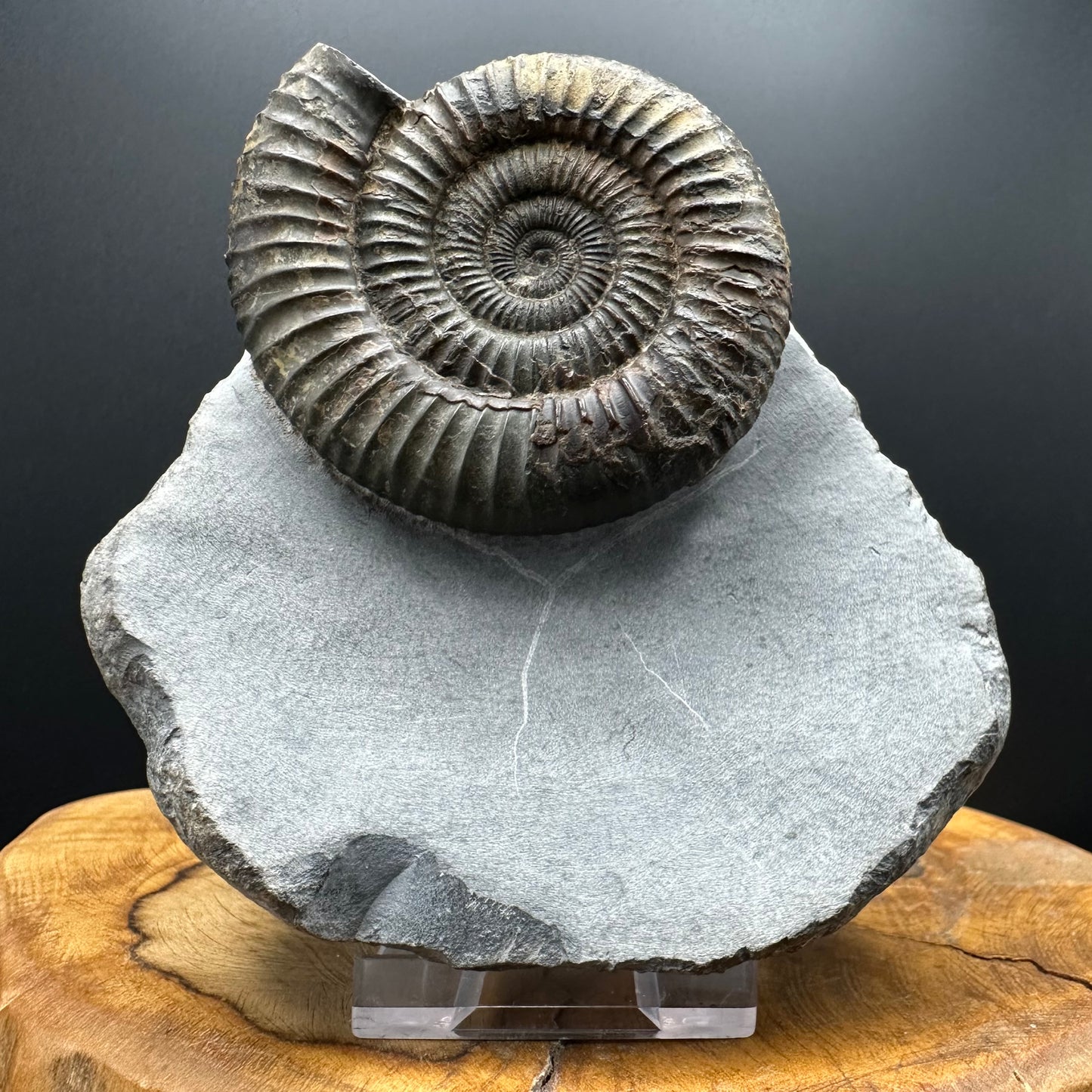 Dactylioceras Ammonite Fossil With box and Stand - Whitby, North Yorkshire Jurassic Coast Yorkshire Fossils