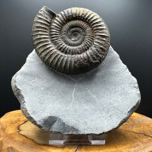 Dactylioceras Ammonite Fossil With box and Stand - Whitby, North Yorkshire Jurassic Coast Yorkshire Fossils