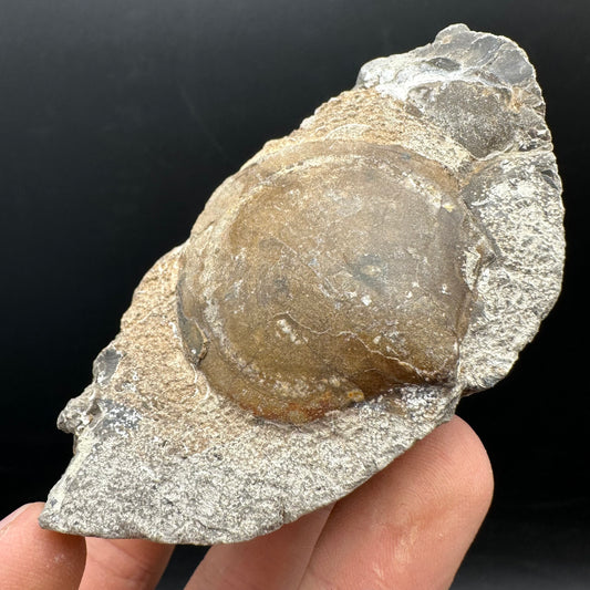 Shell fossil with stand - Whitby, North Yorkshire, Jurassic Coast, Yorkshire Fossils