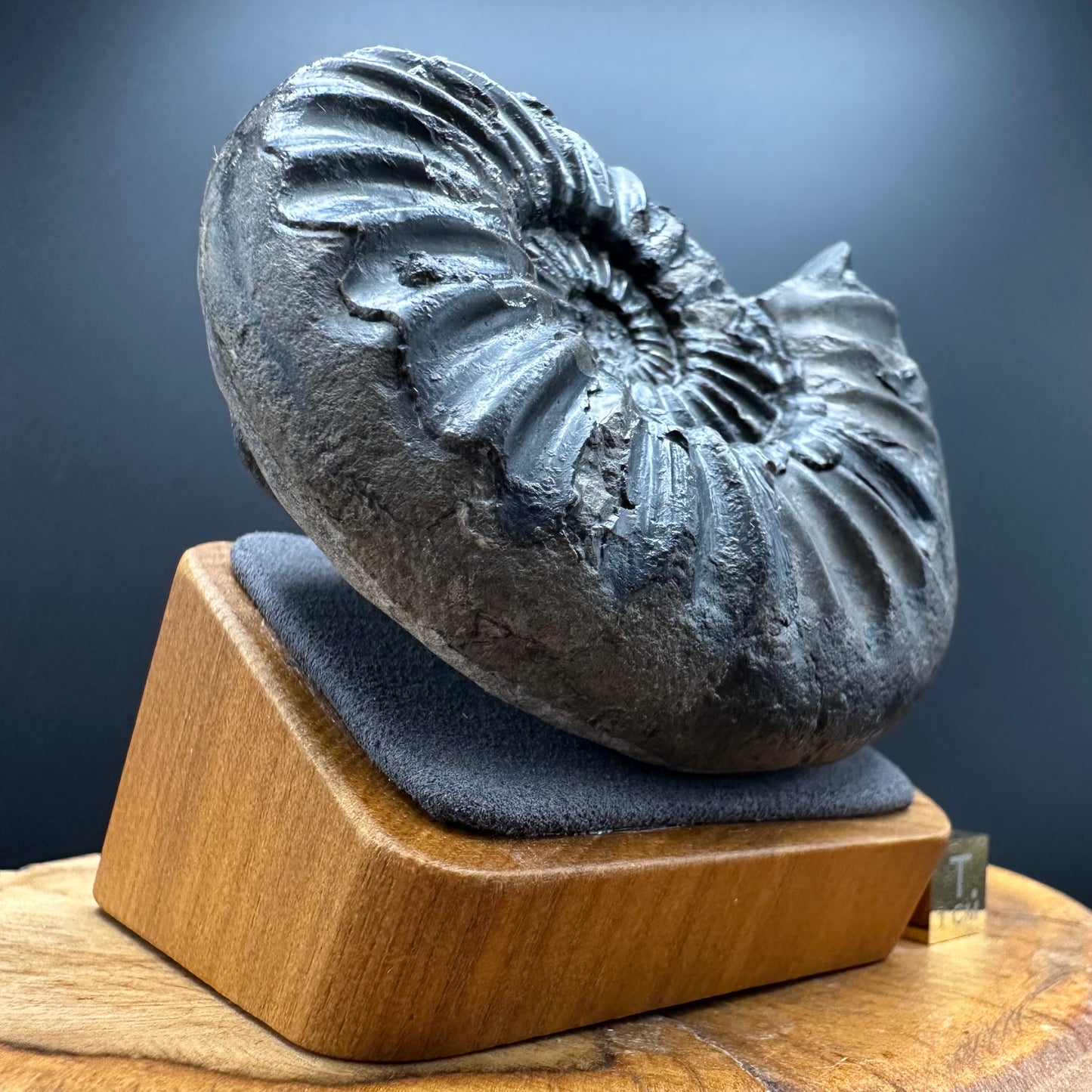 Asteroceras Ammonite fossil with box and stand - Whitby, North Yorkshire Jurassic Coast Yorkshire Fossils