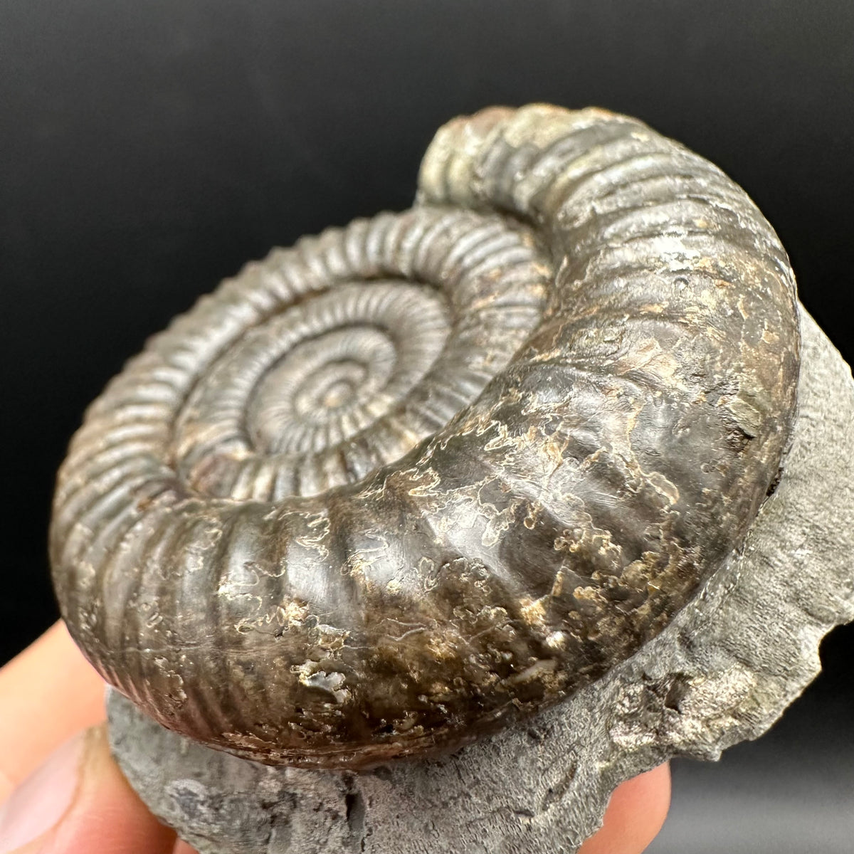 Dactylioceras Ammonite Fossil With box and Stand - Whitby, North Yorkshire Jurassic Coast Yorkshire Fossils