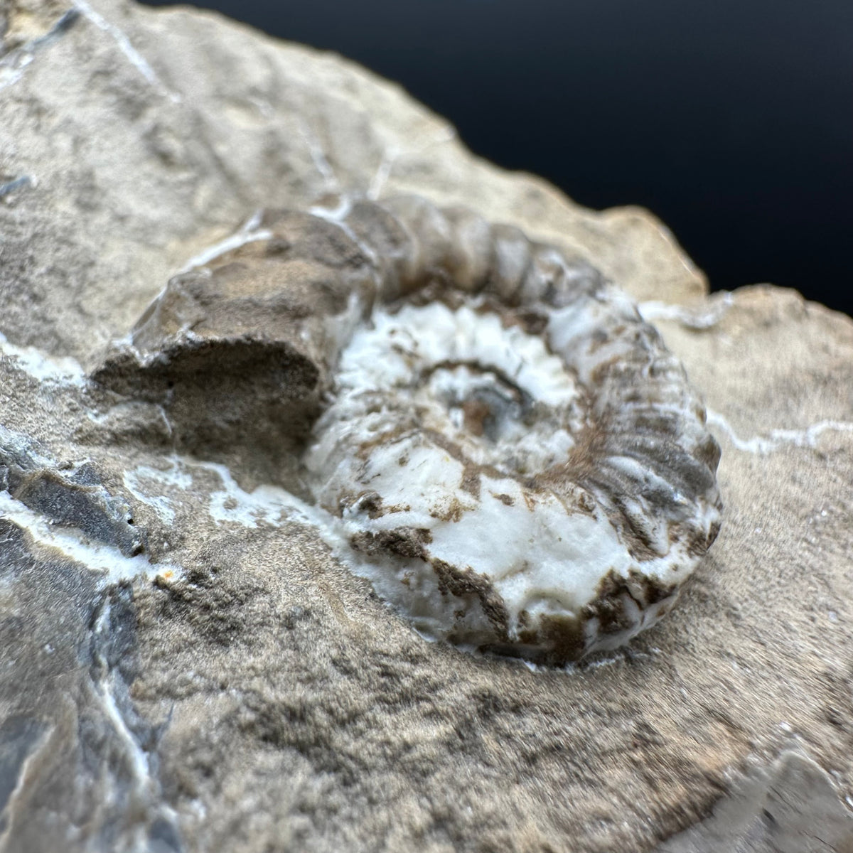 Androgynoceras capricornus Ammonite Fossil With Stand - Whitby, North Yorkshire Jurassic Coast Yorkshire Fossils