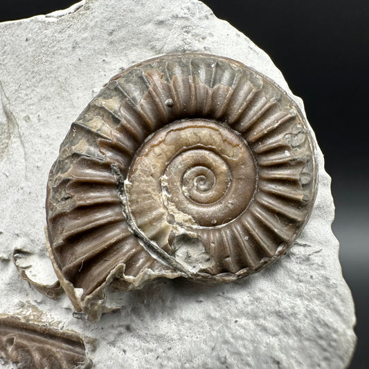 Arnioceras ammonite shell fossil with box and stand - Whitby, North Yorkshire Jurassic Coast Yorkshire Fossils