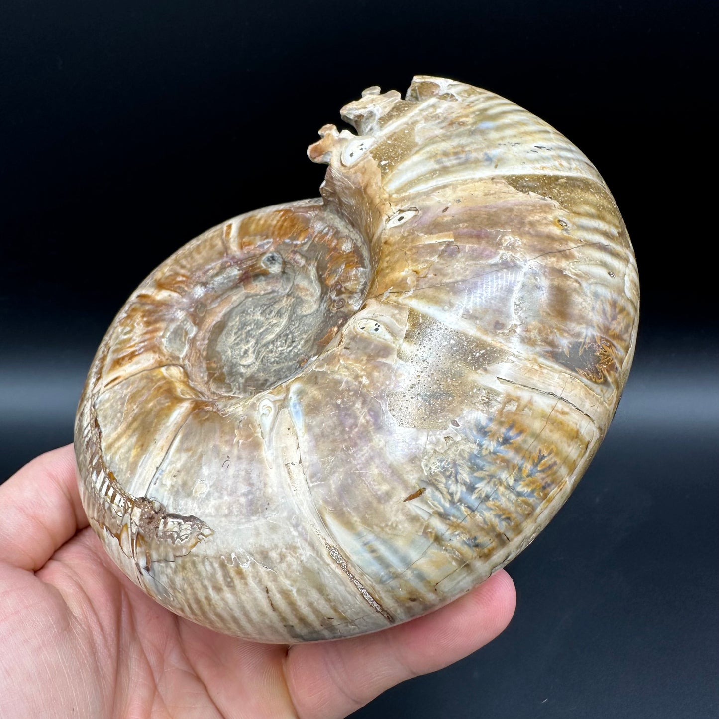 Puzosia Ammonite Fossil With Stand - Cretaceous Ammonite Madagascar