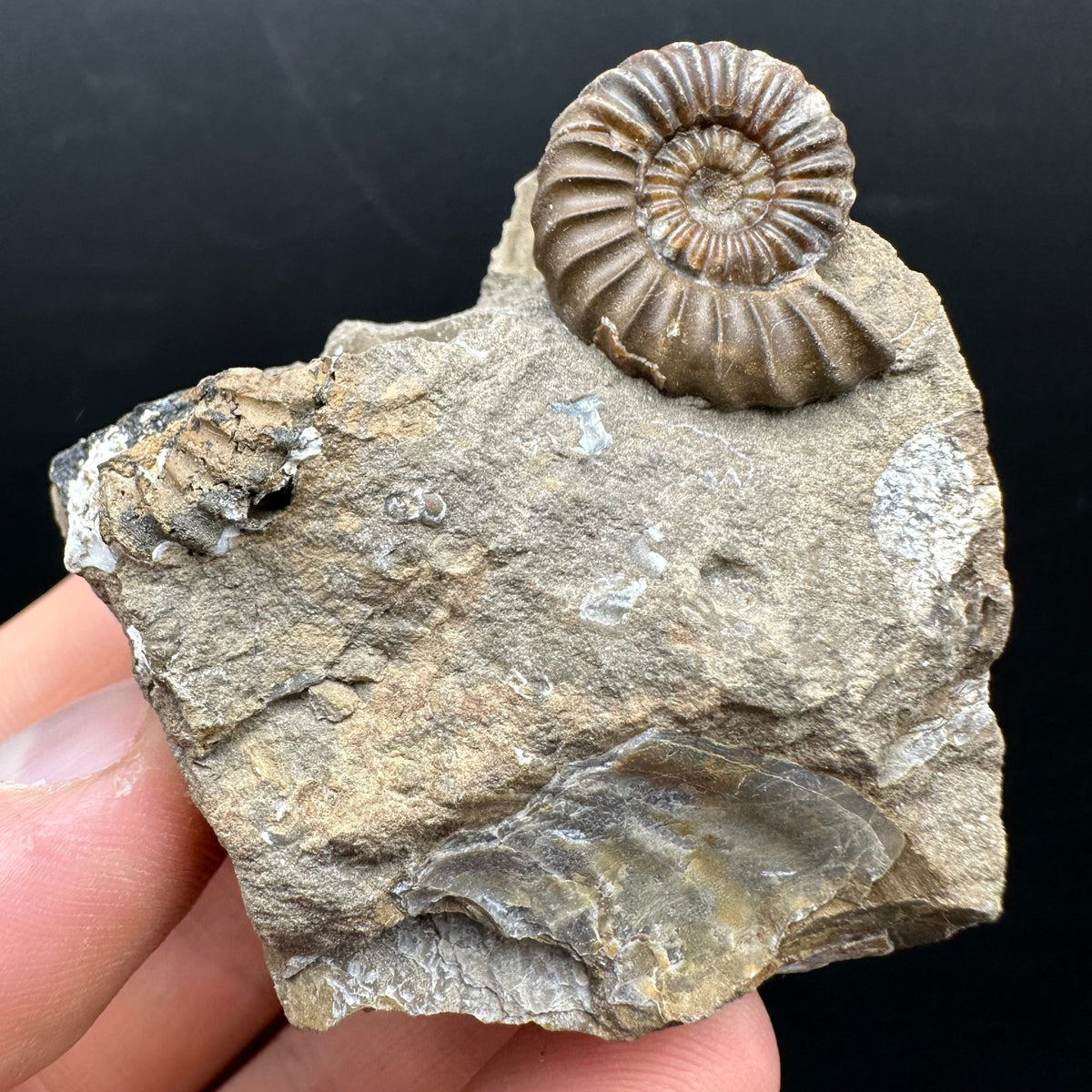 Androgynoceras capricornus Ammonite Fossil With Stand - Whitby, North Yorkshire Jurassic Coast Yorkshire Fossils